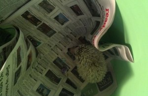 Spike the Hedgehog in the tub
