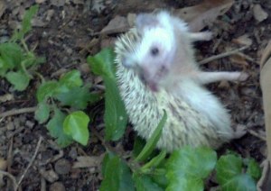 Spike the Hedgehog