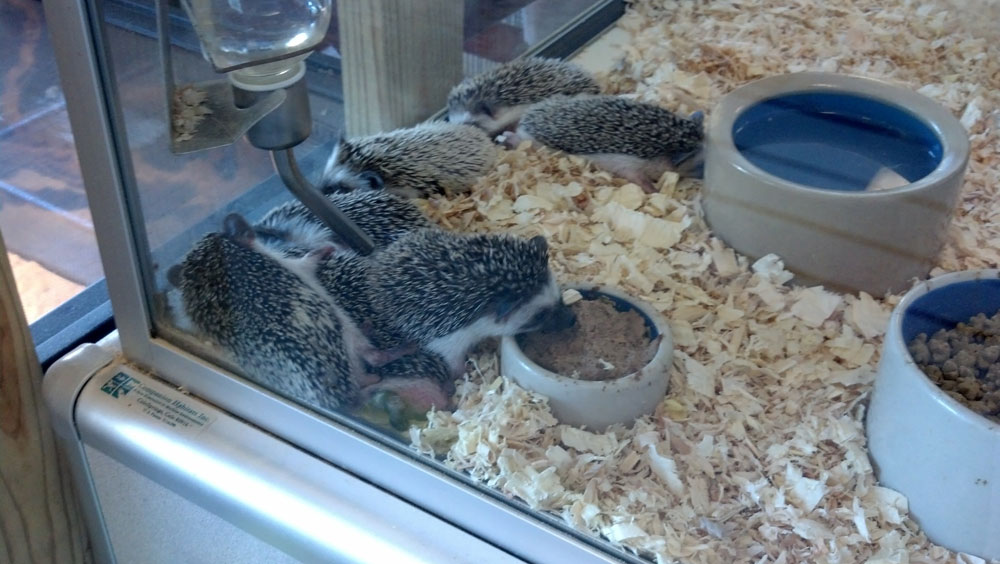 Pet Hedgehog Food